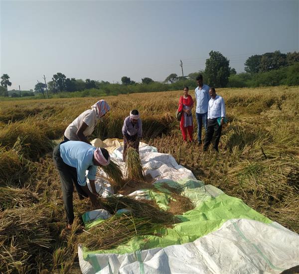 Warangal Urban District                                                                                                                                                                                                                                    - Crop Cutting Expts.,                                                                                                                                   - PMFBY-CCE IN ELKATHURTHY MANDAL                                                                                                                                                                                                                                 - dt.10/11/2019          